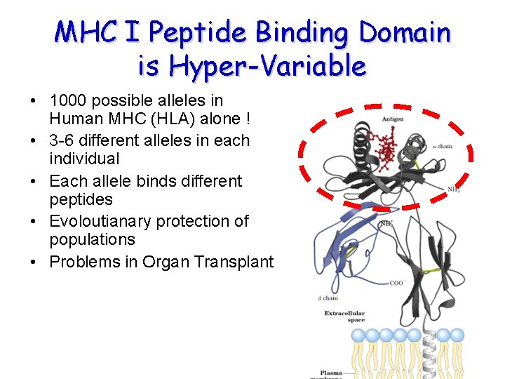 MHC I Peptide Binding Domain is Hyper-Variable • 1000 possible alleles in Human MHC MHC I Peptide Binding Domain is Hyper-Variable • 1000 possible alleles in Human MHC