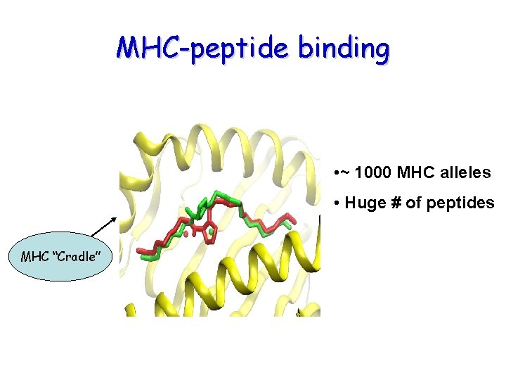 MHC-peptide binding • ~ 1000 MHC alleles • Huge # of peptides MHC “Cradle” MHC-peptide binding • ~ 1000 MHC alleles • Huge # of peptides MHC “Cradle”