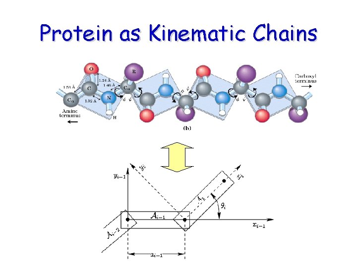 Protein as Kinematic Chains Protein as Kinematic Chains