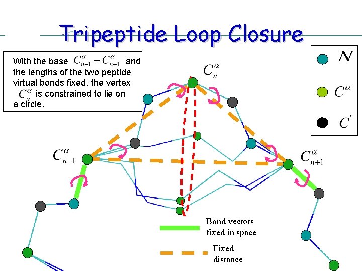 Tripeptide Loop Closure With the base and the lengths of the two peptide virtual Tripeptide Loop Closure With the base and the lengths of the two peptide virtual