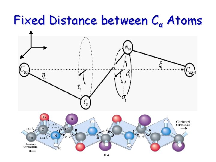 Fixed Distance between Cα Atoms Fixed Distance between Cα Atoms