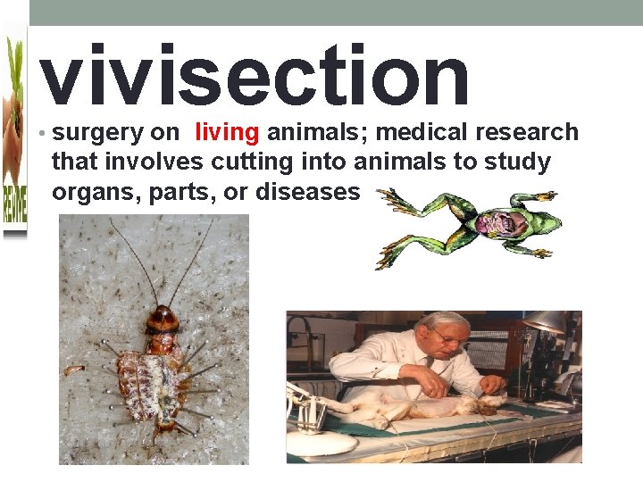 vivisection • surgery on living animals; medical research that involves cutting into animals to