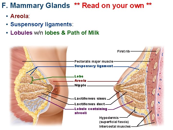 F. Mammary Glands ** Read on your own ** • Areola: • Suspensory ligaments: