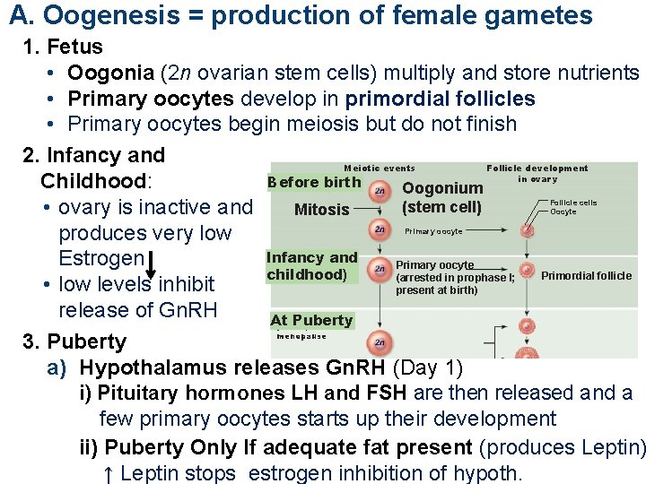 A. Oogenesis = production of female gametes 1. Fetus • Oogonia (2 n ovarian