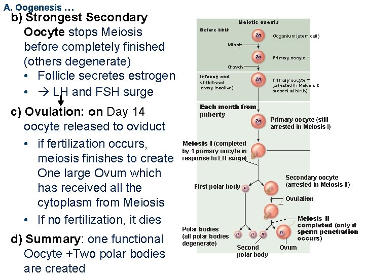 A. Oogenesis … b) Strongest Secondary Oocyte stops Meiosis before completely finished (others degenerate)