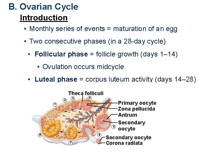 B. Ovarian Cycle Introduction • Monthly series of events = maturation of an egg