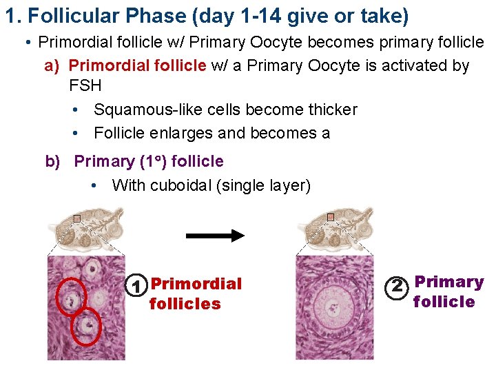 1. Follicular Phase (day 1 -14 give or take) • Primordial follicle w/ Primary