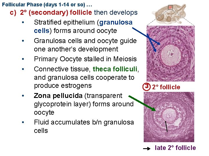 Follicular Phase (days 1 -14 or so) … c) 2° (secondary) follicle then develops