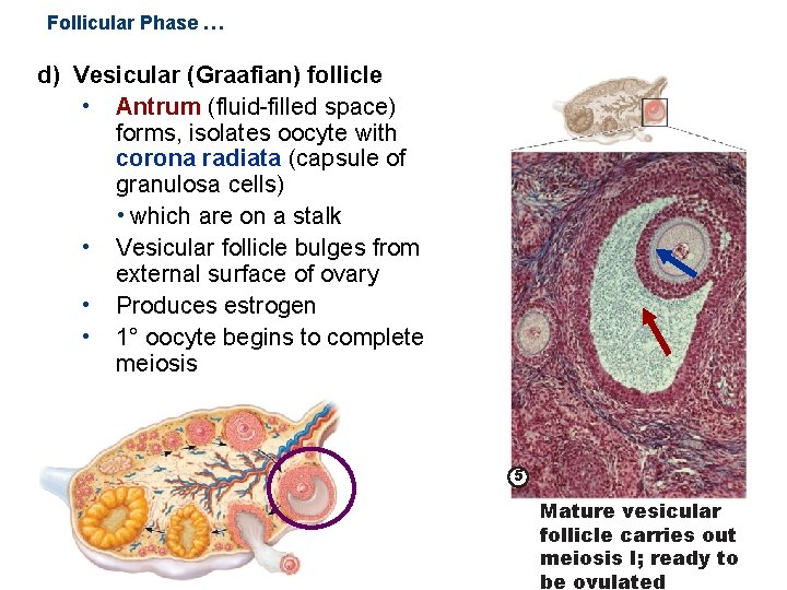 Follicular Phase … d) Vesicular (Graafian) follicle • Antrum (fluid-filled space) forms, isolates oocyte