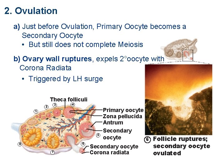 2. Ovulation a) Just before Ovulation, Primary Oocyte becomes a Secondary Oocyte • But