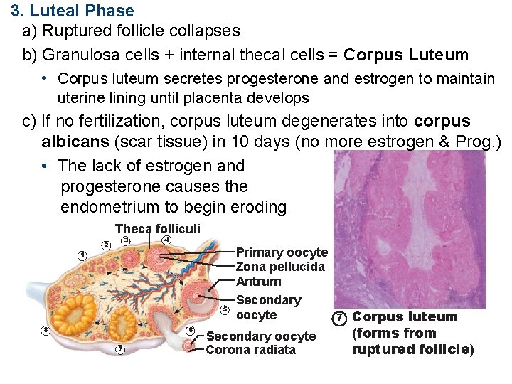 3. Luteal Phase a) Ruptured follicle collapses b) Granulosa cells + internal thecal cells