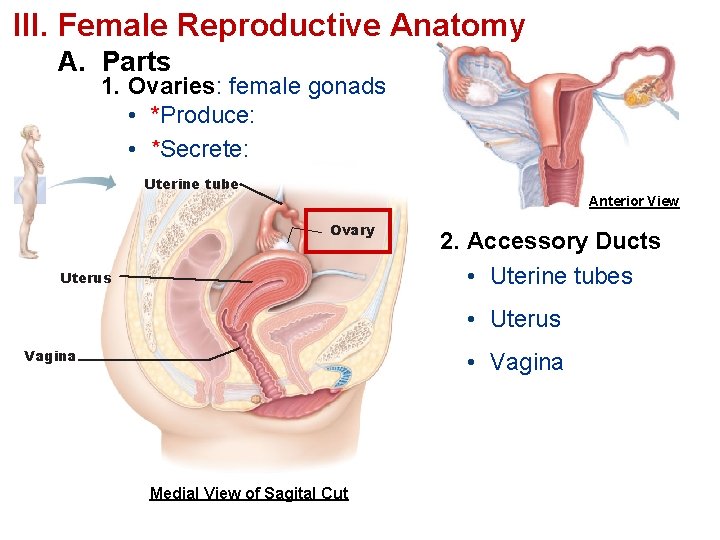 III. Female Reproductive Anatomy A. Parts 1. Ovaries: female gonads • *Produce: • *Secrete: