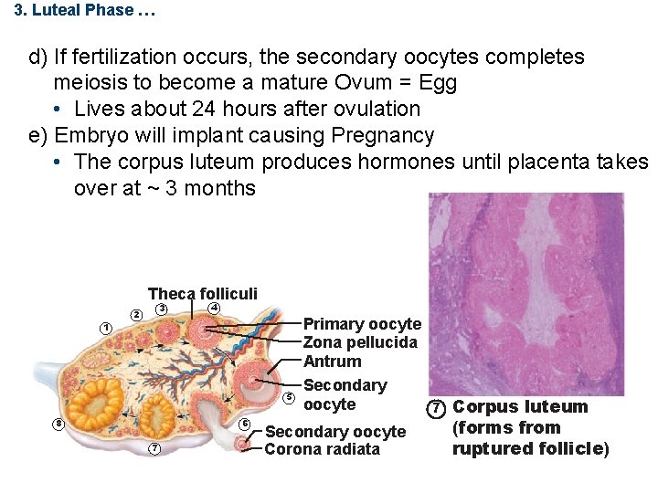 3. Luteal Phase … d) If fertilization occurs, the secondary oocytes completes meiosis to