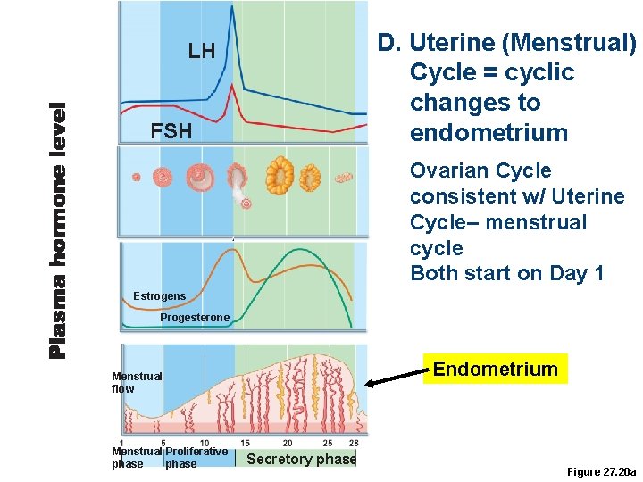 D. Uterine (Menstrual) Cycle = cyclic changes to endometrium LH FSH Ovarian Cycle consistent