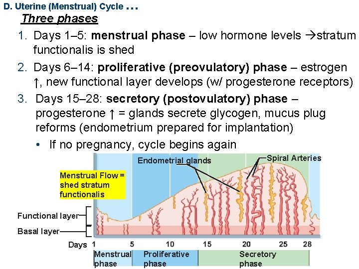 D. Uterine (Menstrual) Cycle … Three phases 1. Days 1– 5: menstrual phase –
