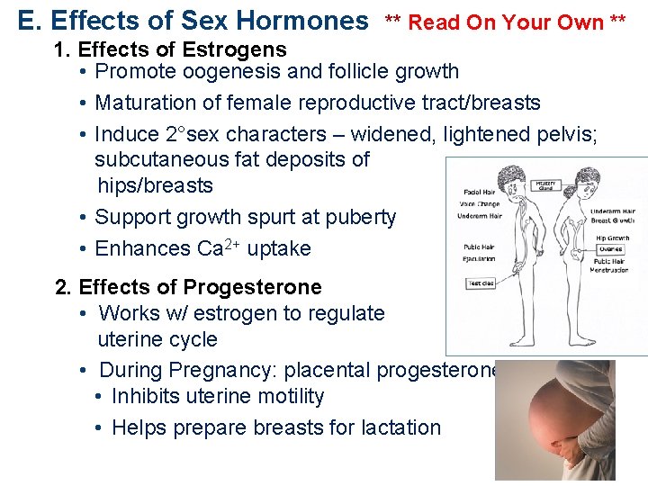 E. Effects of Sex Hormones ** Read On Your Own ** 1. Effects of