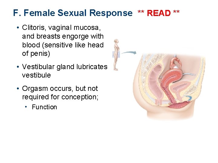 F. Female Sexual Response ** READ ** • Clitoris, vaginal mucosa, and breasts engorge