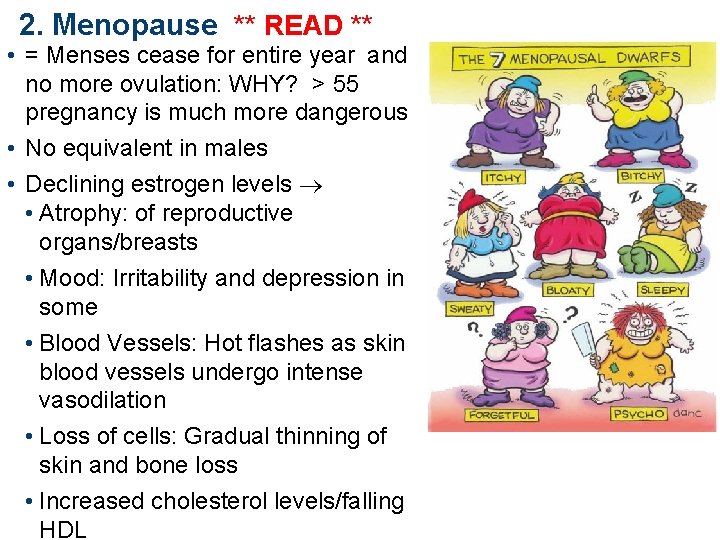 2. Menopause ** READ ** • = Menses cease for entire year and no