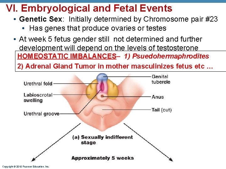 VI. Embryological and Fetal Events • Genetic Sex: Initially determined by Chromosome pair #23