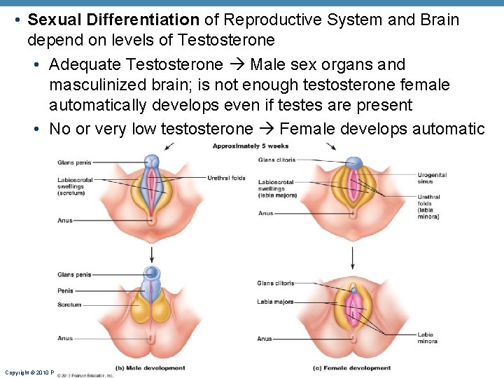 • Sexual Differentiation of Reproductive System and Brain depend on levels of Testosterone