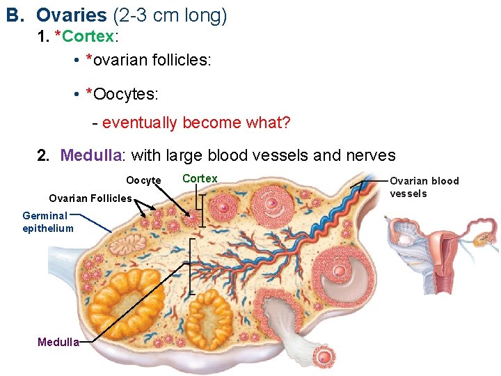 B. Ovaries (2 -3 cm long) 1. *Cortex: • *ovarian follicles: • *Oocytes: -