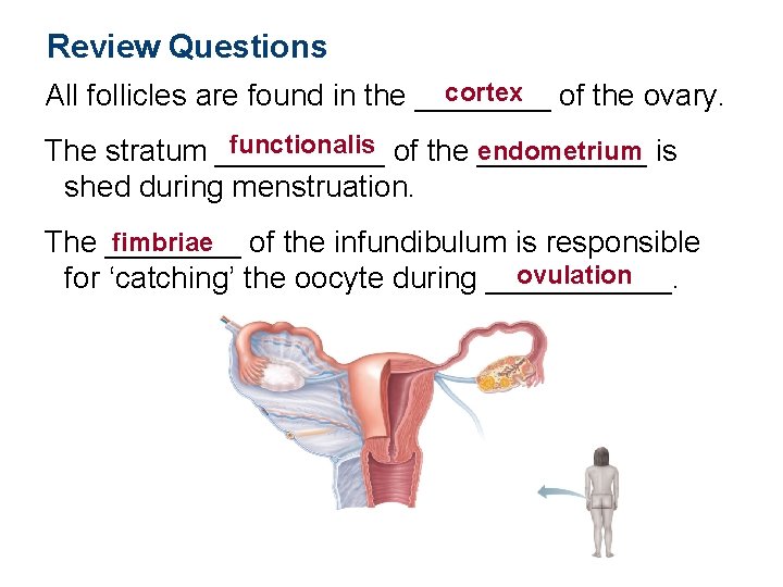 Review Questions cortex of the ovary. All follicles are found in the ____ functionalis