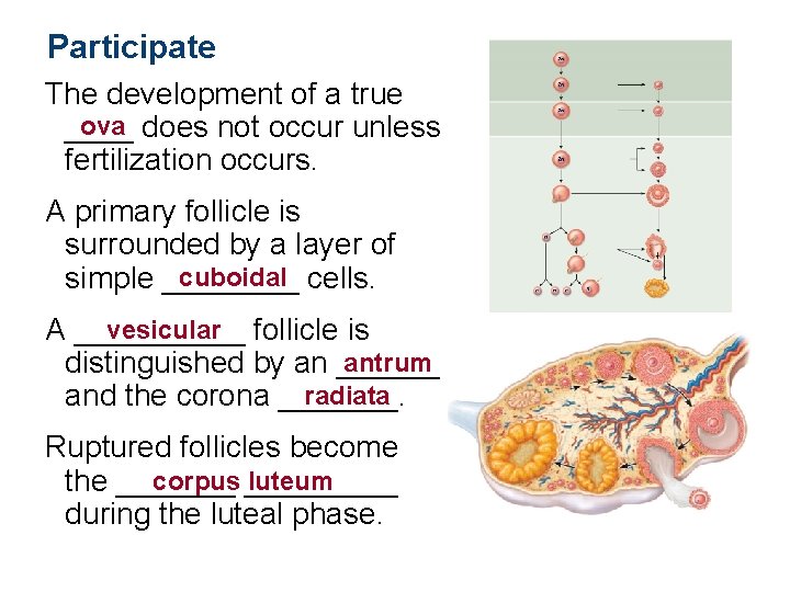 Participate The development of a true ova does not occur unless ____ fertilization occurs.