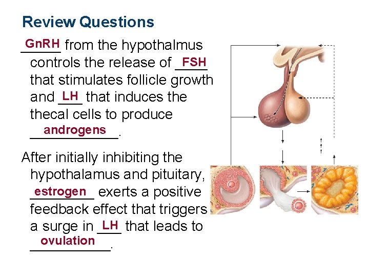 Review Questions Gn. RH from the hypothalmus _____ FSH controls the release of ____