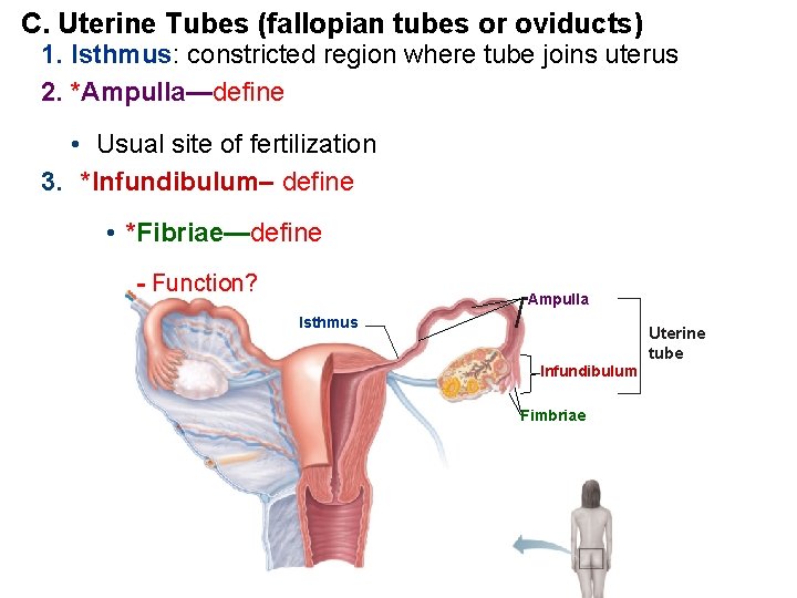 C. Uterine Tubes (fallopian tubes or oviducts) 1. Isthmus: constricted region where tube joins
