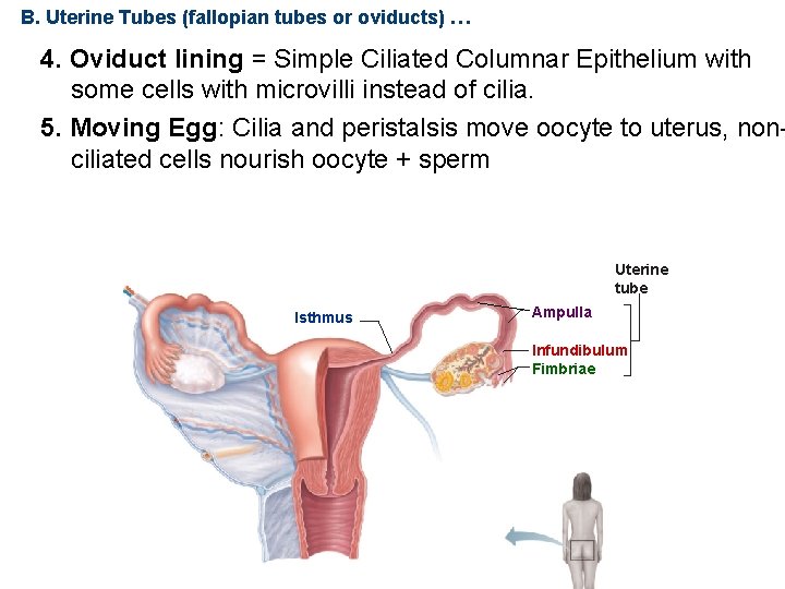 B. Uterine Tubes (fallopian tubes or oviducts) … 4. Oviduct lining = Simple Ciliated