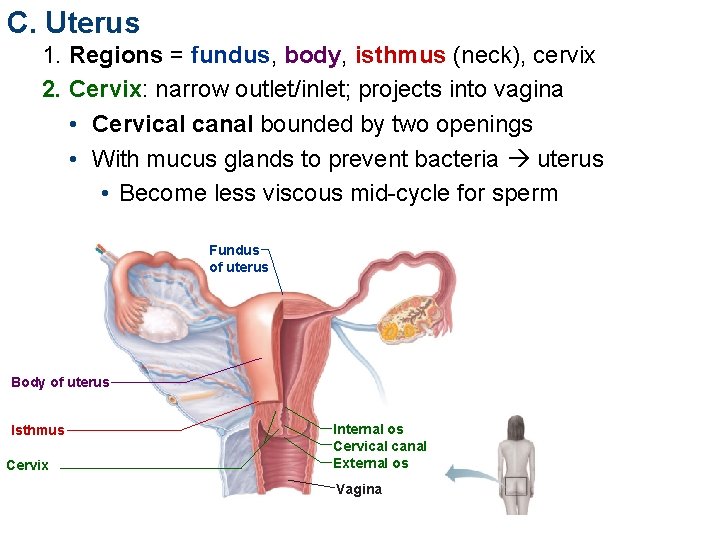 C. Uterus 1. Regions = fundus, body, isthmus (neck), cervix 2. Cervix: narrow outlet/inlet;