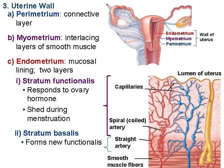 3. Uterine Wall a) Perimetrium: connective layer Endometrium Myometrium Perimetrium b) Myometrium: interlacing layers