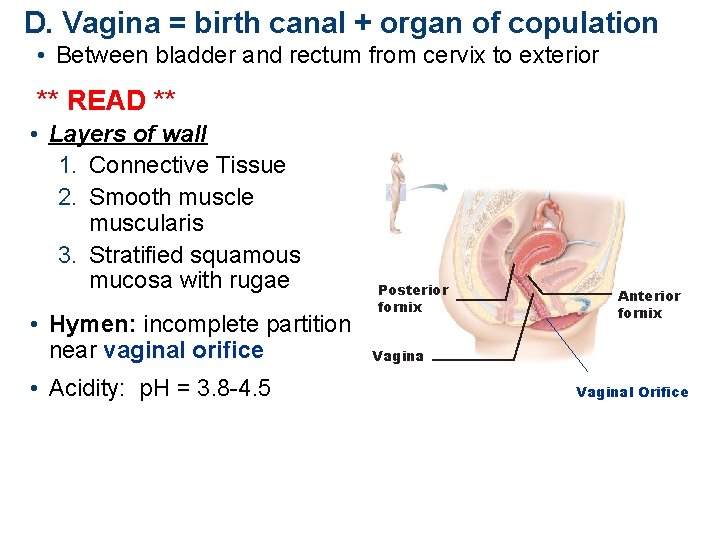 D. Vagina = birth canal + organ of copulation • Between bladder and rectum