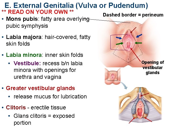 E. External Genitalia (Vulva or Pudendum) ** READ ON YOUR OWN ** • Mons