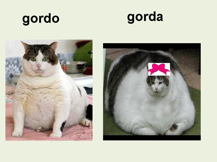 gordo gorda 