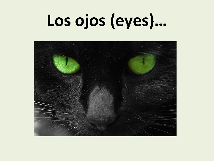 Los ojos (eyes)… 