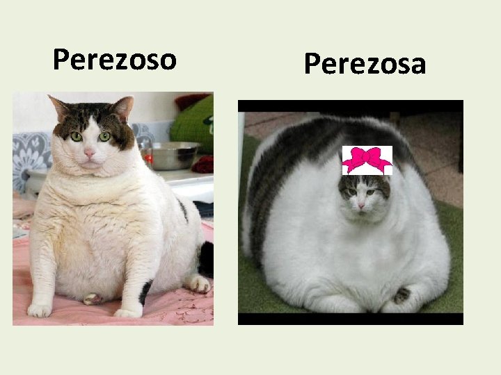 Perezoso Perezosa 