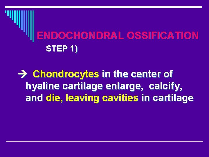 ENDOCHONDRAL OSSIFICATION STEP 1) Chondrocytes in the center of hyaline cartilage enlarge, calcify, and