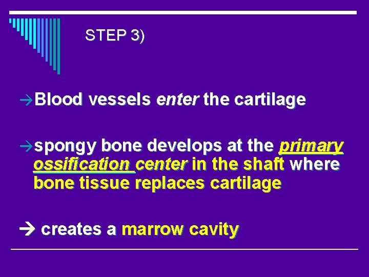 STEP 3) Blood vessels enter the cartilage spongy bone develops at the primary ossification