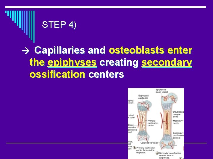 STEP 4) Capillaries and osteoblasts enter the epiphyses creating secondary ossification centers 
