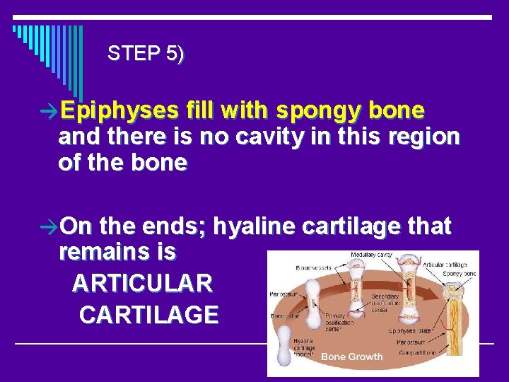 STEP 5) Epiphyses fill with spongy bone and there is no cavity in this