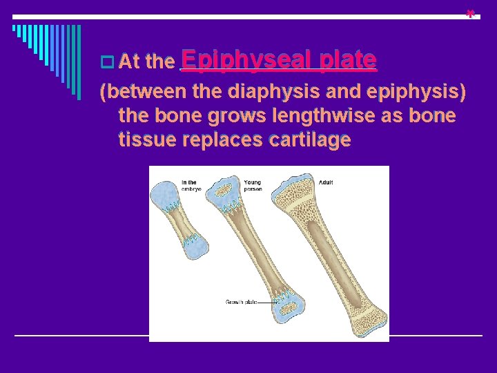 o At the Epiphyseal plate (between the diaphysis and epiphysis) the bone grows lengthwise