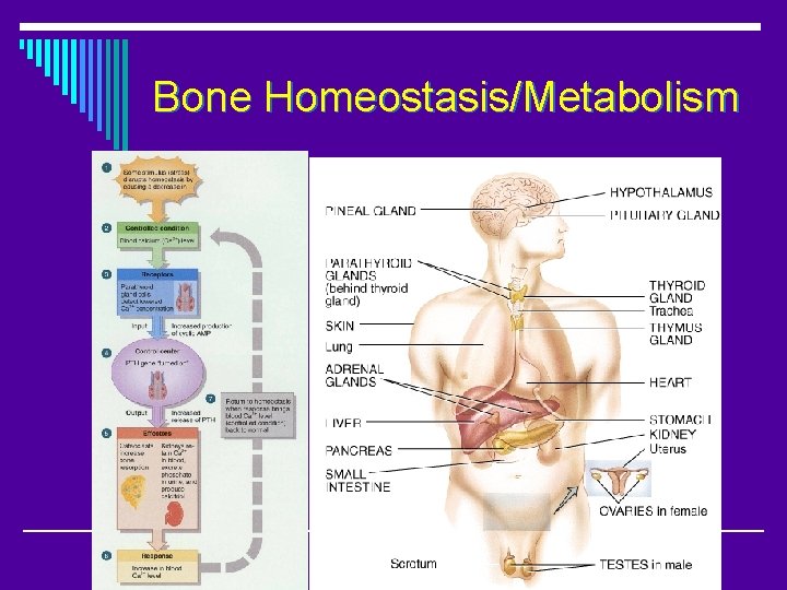 Bone Homeostasis/Metabolism 