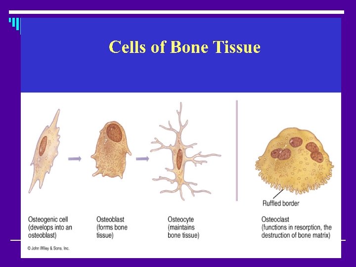 Osteogenic cells osteoblast osteocyte 