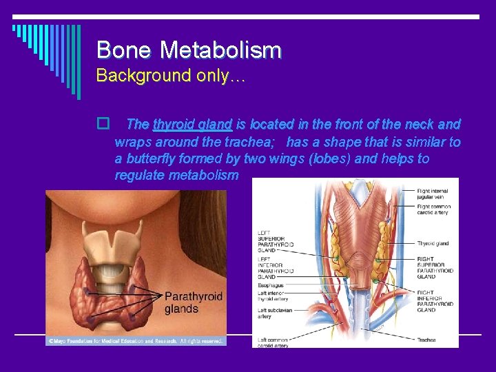 Bone Metabolism Background only… o The thyroid gland is located in the front of