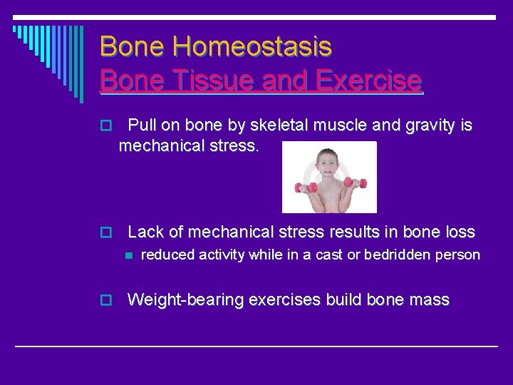 Bone Homeostasis Bone Tissue and Exercise o Pull on bone by skeletal muscle and