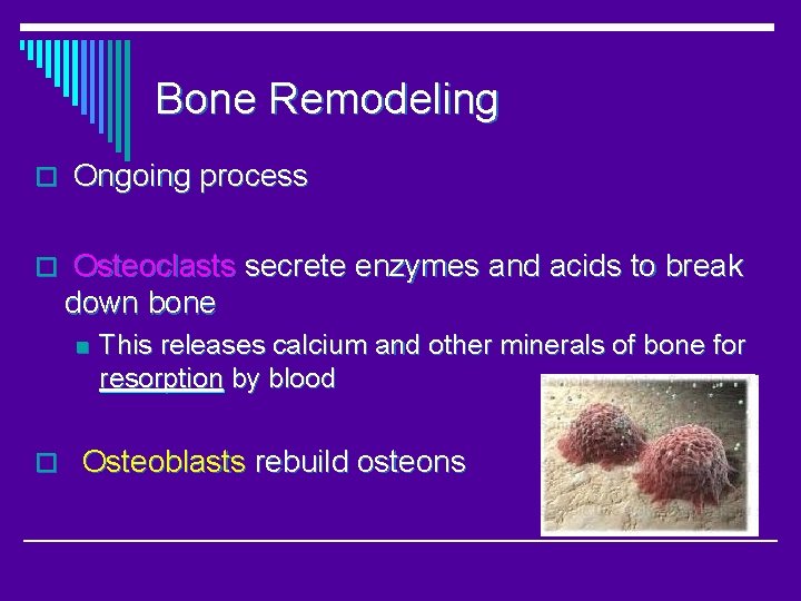 Bone Remodeling o Ongoing process o Osteoclasts secrete enzymes and acids to break down