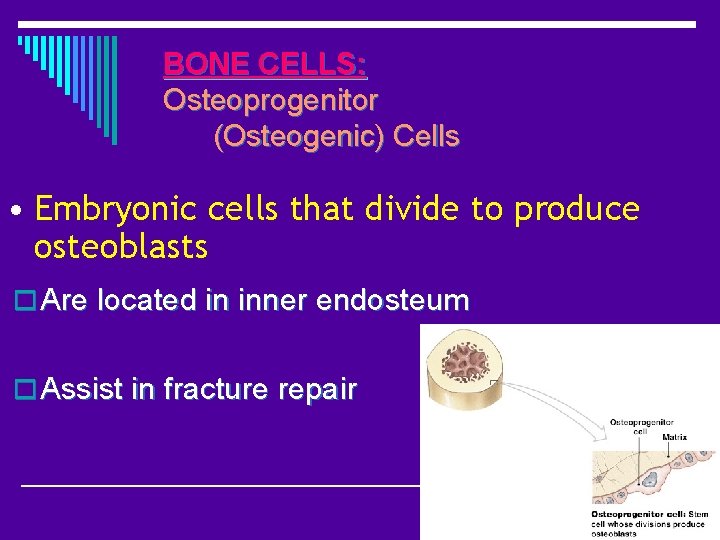 BONE CELLS: Osteoprogenitor (Osteogenic) Cells • Embryonic cells that divide to produce osteoblasts o