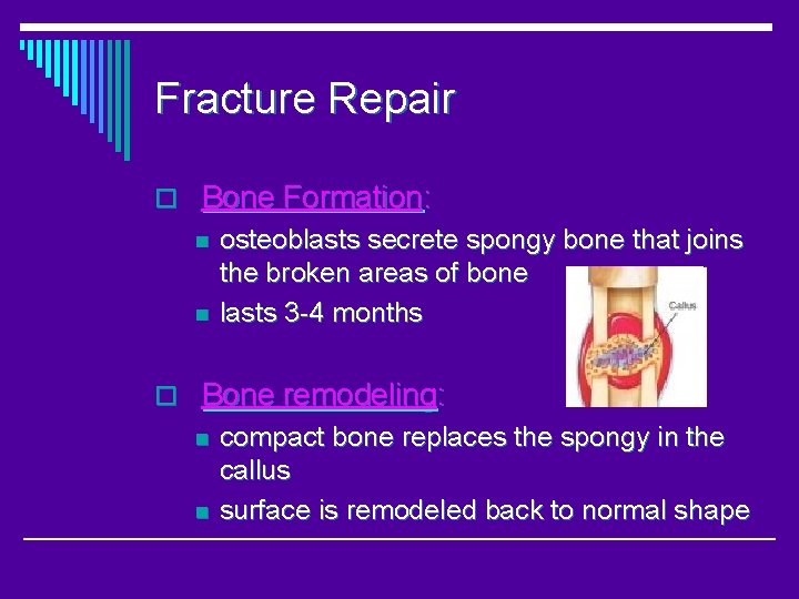 Fracture Repair o Bone Formation: n osteoblasts secrete spongy bone that joins the broken