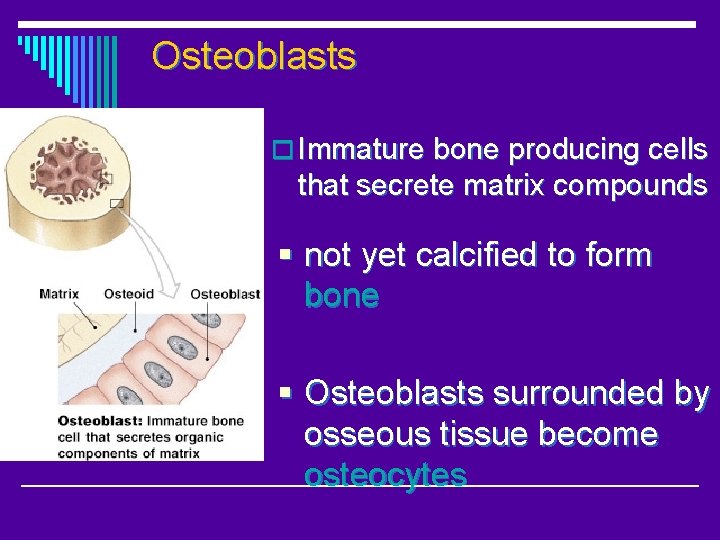 Osteoblasts o Immature bone producing cells that secrete matrix compounds § not yet calcified